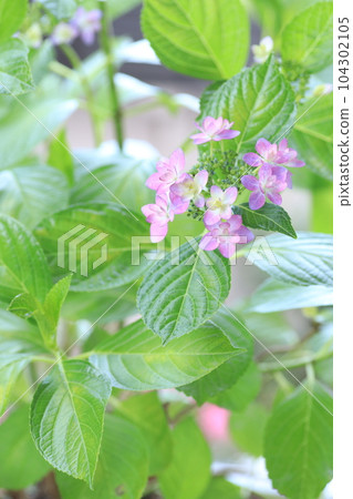 June flower hydrangea 104302105