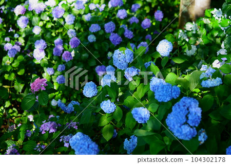 Hydrangea in the garden overlooking from above 104302178