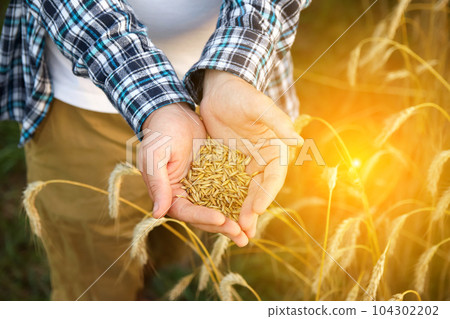 Male hands showering golden wheat grains. Abundant harvest cradled in farmer's palms. Bountiful yield and a heap of grain signify a successful season. Blurred background adds a touch of depth 104302202