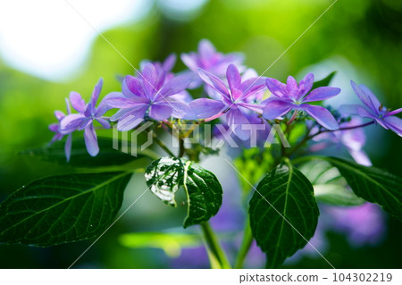 神秘樹蔭下的繡球花 104302219