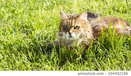 Cat in the green grass in summer. Beautiful ginger cat with green eyes in the rays of the summer Cat in the green grass in summer. Beautiful ginger cat with green eyes in the rays of the summer 104302286