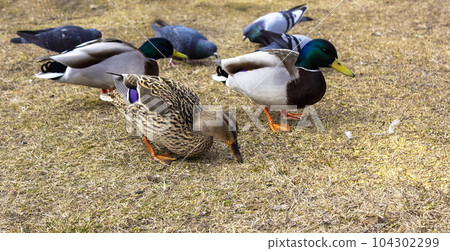 Ducks and drakes on yellow grass eat bread 104302299