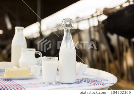 milk, cottage cheese, cream, cheese on table against background of cows milk, cottage cheese, cream, cheese on table against background of cows 104302369