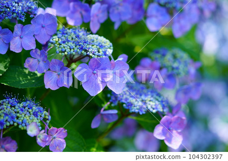 Kizugawa City, Kyoninkyo, Hydrangea macrophylla Kizugawa City, Kyoninkyo, Hydrangea macrophylla 104302397