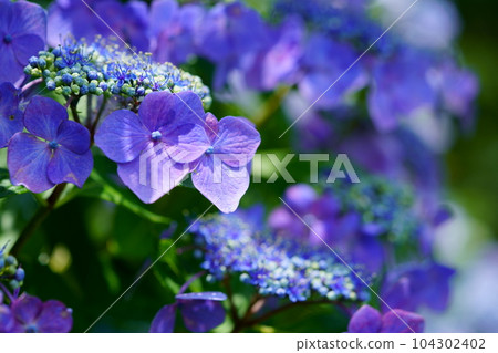 京都木津川市的繡球花 104302402