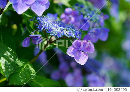 京都木津川市的繡球花 104302403