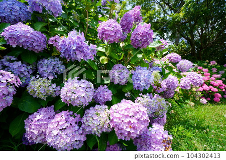 京都木津川市的繡球花 104302413