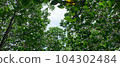 grass in the wind 104302484