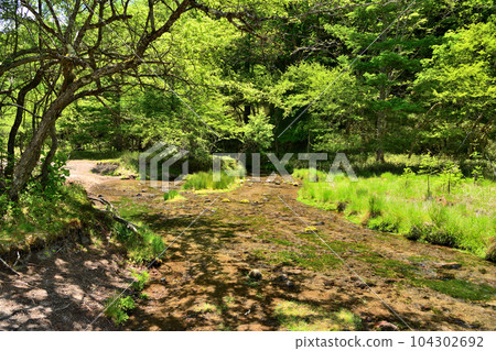 栃木縣日光市奧日光的高德沼澤和坂川 104302692