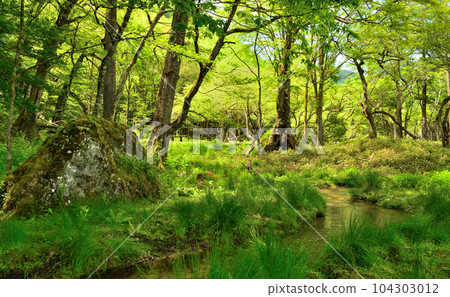 Forest scenery around Kotoku Marsh in Oku-Nikko, Nikko City, Tochigi Prefecture Forest scenery around Kotoku Marsh in Oku-Nikko, Nikko City, Tochigi Prefecture 104303012