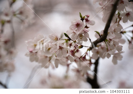 吉野櫻花盛開 104303111