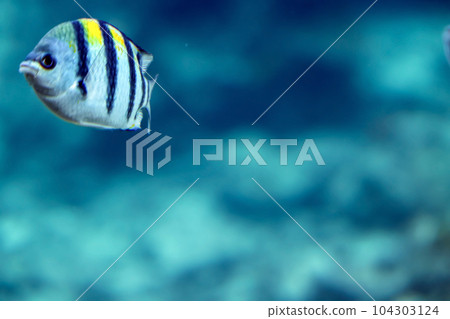 Oyabitcha in Nago, Okinawa 104303124