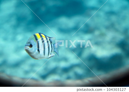 Oyabitcha in Nago, Okinawa Oyabitcha in Nago, Okinawa 104303127