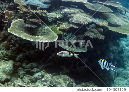 Oyabitcha in Nago, Okinawa Oyabitcha in Nago, Okinawa 104303129