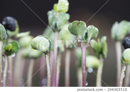 丹波黑(黑大豆)6月下旬發芽擴大 丹波黑(黑大豆)6月下旬發芽擴大 104303518