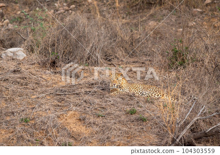 wild male leopard or panther or panthera pardus resting or sitting in dry forest in summer season evening safari at jhalana leopard reserve jaipur rajasthan india asia wild male leopard or panther or panthera pardus resting or sitting in dry forest in summer season evening safari at jhalana leopard reserve jaipur rajasthan india asia 104303559