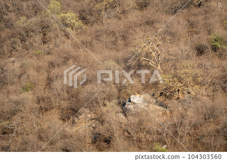 wild male leopard or panther or panthera pardus resting on big rock on hills or mountains landscape background in early summer season evening safari at jhalana leopard reserve jaipur rajasthan india wild male leopard or panther or panthera pardus resting on big rock on hills or mountains landscape background in early summer season evening safari at jhalana leopard reserve jaipur rajasthan india 104303560