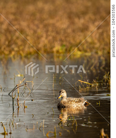 Gadwall or Mareca strepera in early morning winter light floating in water with reflection at wetland of keoladeo national park or bharatpur bird sanctuary rajasthan india asia 104303566