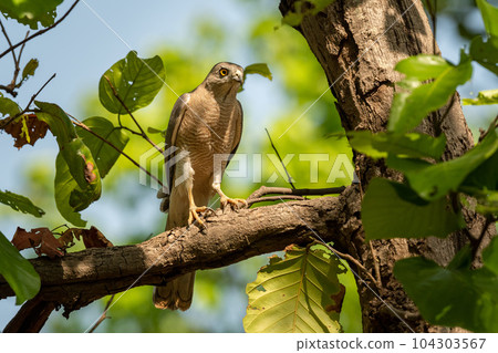Shikra or Accipiter badius or little banded goshawk bird closeup perched in natural green background in hot summer season outdoor wildlife safari at bandhavgarh national park madhya pradesh india asia 104303567
