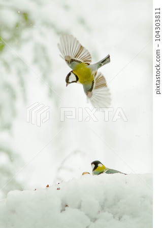 A titmouse that flew to its feeding ground in the winter forest 104303811