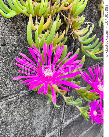 Livingston Daisy 104303882