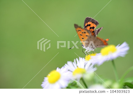 翅膀破爛的紅色游絲 翅膀破爛的紅色游絲 104303923