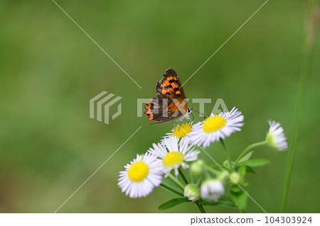 翅膀破爛的紅色游絲 翅膀破爛的紅色游絲 104303924