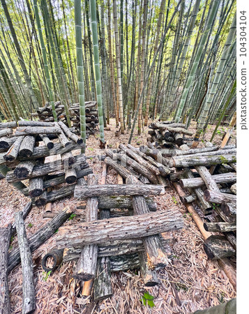 竹林中的原木生長的香菇 竹林中的原木生長的香菇 104304104