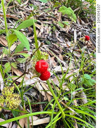 snake strawberry 104304107