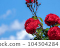 Red roses of passion 104304284