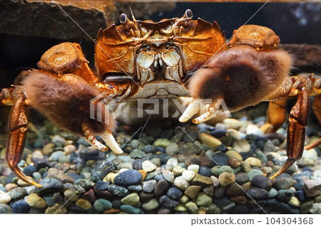 Mokuzu Crab, Algae Crab, Crab, Horse Crab Mokuzu Crab, Algae Crab, Crab, Horse Crab 104304368