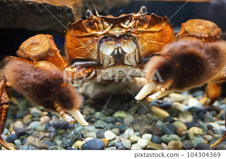 Mokuzu Crab, Algae Crab, Crab, Horse Crab Mokuzu Crab, Algae Crab, Crab, Horse Crab 104304369