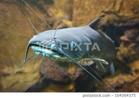American catfish Ictalurus punctatus freshwater fish aquarium American catfish Ictalurus punctatus freshwater fish aquarium 104304375