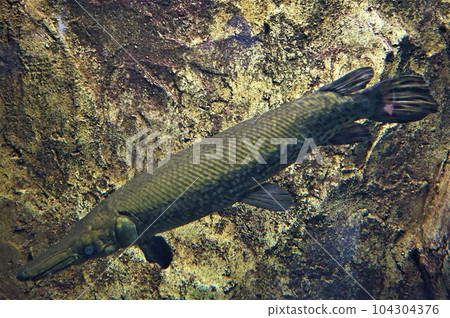 鱷魚雀鱔Atractosteus小鏟淡水魚水族館 104304376