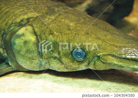Alligator gar Atractosteus spatula freshwater fish aquarium 104304380