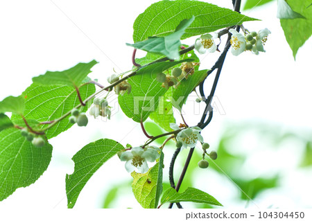 Actinidia flowers that cats love The flowering of Actinidia flowers taught by the surface of the leaves Actinidia flowers that cats love The flowering of Actinidia flowers taught by the surface of the leaves 104304450