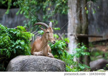 The barbary sheep is mammal and hill animal The barbary sheep is mammal and hill animal 104304490