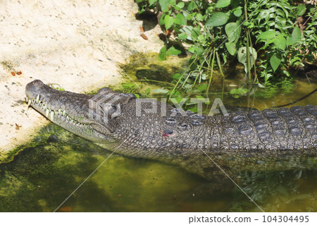 Close up crocodile head in garden 104304495