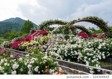 玫瑰園,有一系列拱門,周圍群山環繞 玫瑰園,有一系列拱門,周圍群山環繞 104304645