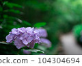 Purple hydrangea 104304694