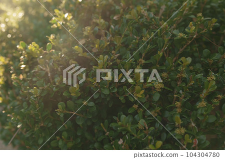 Green fence bush with sunset light Green fence bush with sunset light 104304780