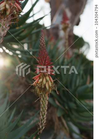 Blossoming aloe plant closeup photo Blossoming aloe plant closeup photo 104304794