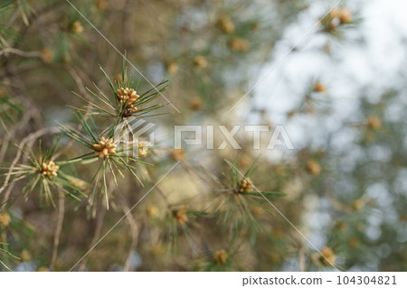 Blossoming pine tree on mediterranean coast 104304821