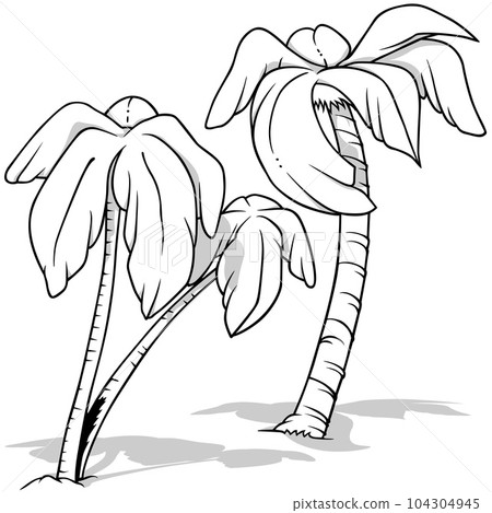 Drawing of a Set of Coconut Palms 104304945