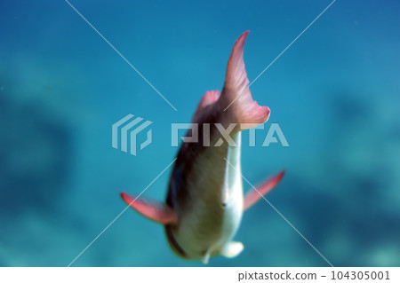 In the sea of Okinawa Nago 104305001