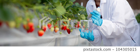 Young asian woman check water quality for cultivation strawberry with happiness. 104305015