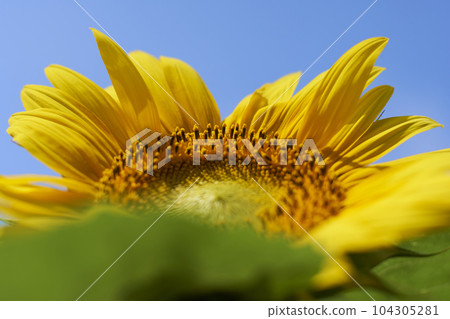 A single sunflower in a sunflower field blooming in an open garden A single sunflower in a sunflower field blooming in an open garden 104305281