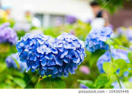 京都市伏見區藤森神社紫陽花節 紫陽花（心形） 104305446