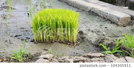 水稻種植季節 104305911