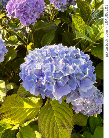 Hydrangea 104306103